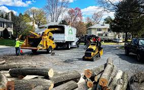 Best Root Management and Removal  in Little Ferry, NJ