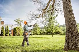 Best Hazardous Tree Removal  in Little Ferry, NJ