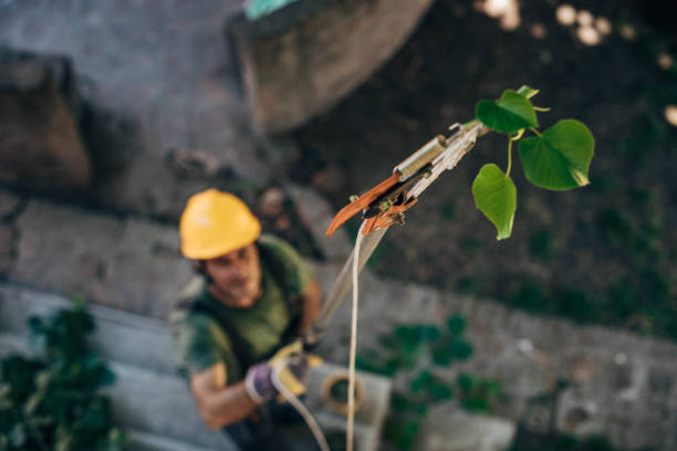 Best Tree Removal  in Little Ferry, NJ