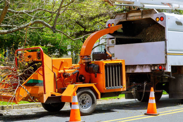 Best Stump Grinding and Removal  in Little Ferry, NJ