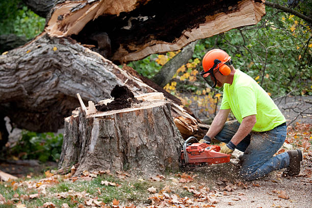 Best Aeration Services  in Little Ferry, NJ