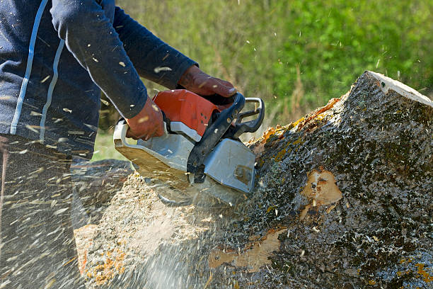 Best Lawn Watering Services  in Little Ferry, NJ